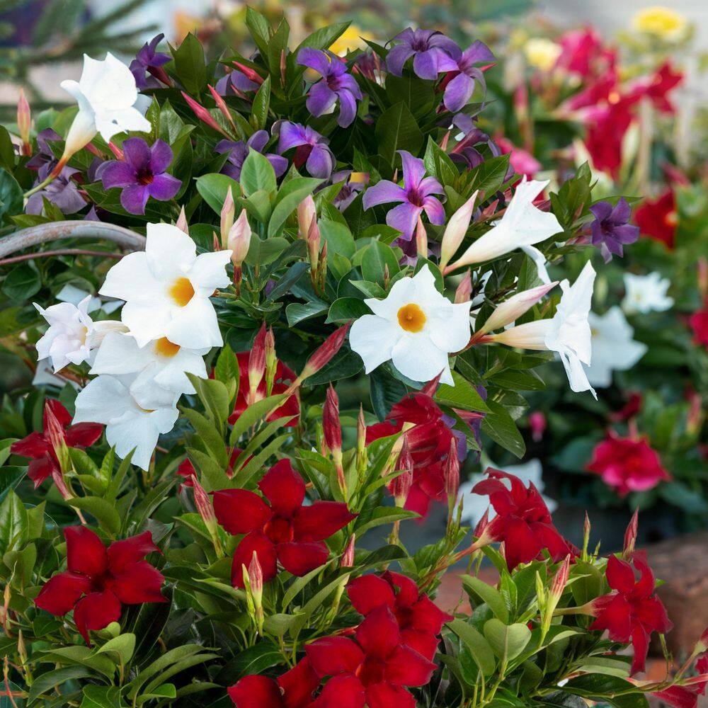 4 in. Mandevilla Plant American Celebration Collection (3-Pack) - Hercitys