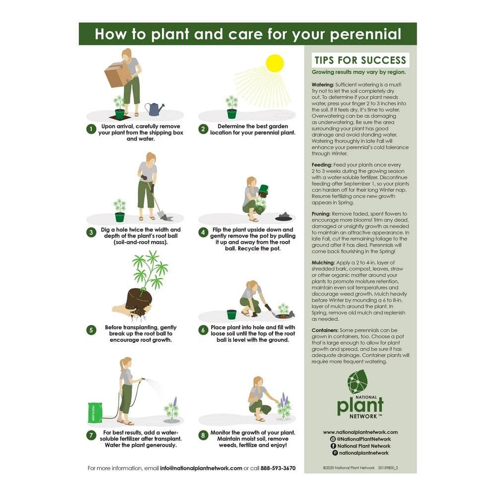 4 in. Caladium Southern Charm Perennial Plant (3-Pack) - Hercitys