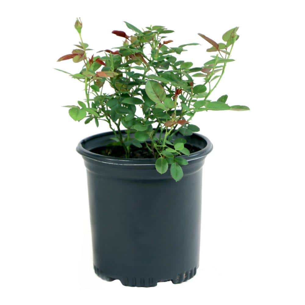 1 Gal. 2-N-1 Freedom Rose Plant with Pink and Red Flowers - Hercitys