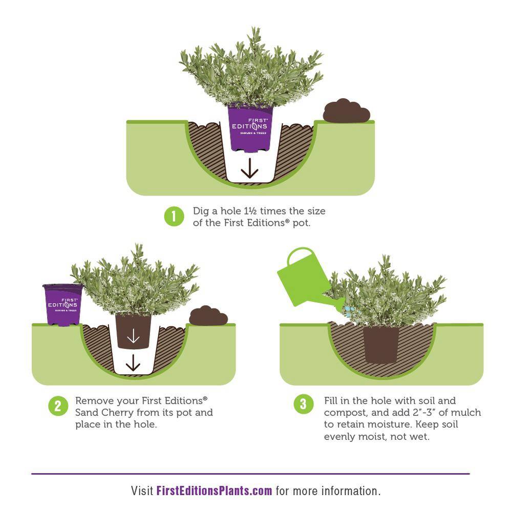 2 Gal. Jade Parade Sand Cherry Live Shrub with White Flowers - Hercitys