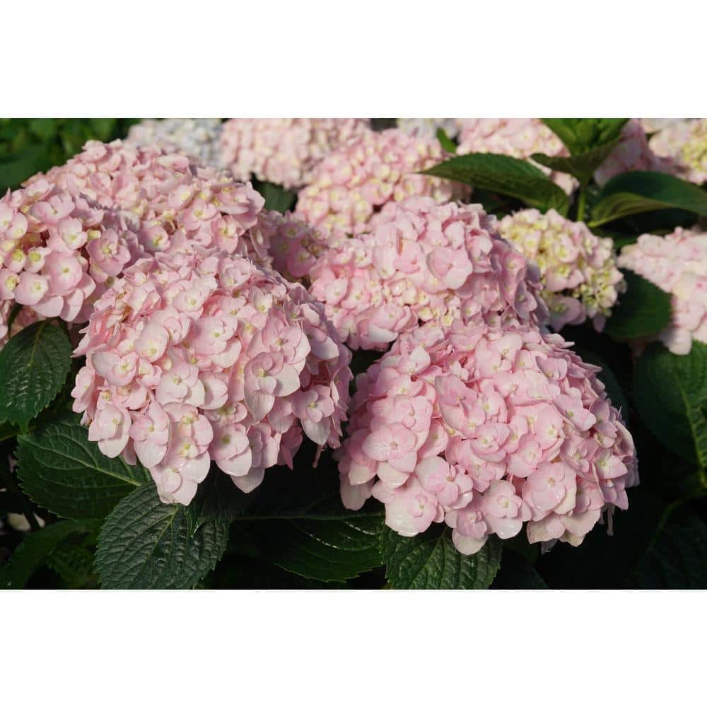 4.5 in. qt. Wee Bit Innocent Bigleaf Hydrangea (Hydrangea macrophylla) Live Flowering Shrub with Multicolor Flowers - Hercitys