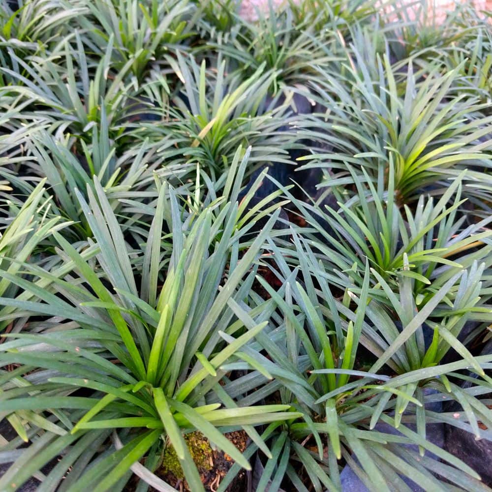 1 g Dwarf Mondo Grass Plant - Hercitys