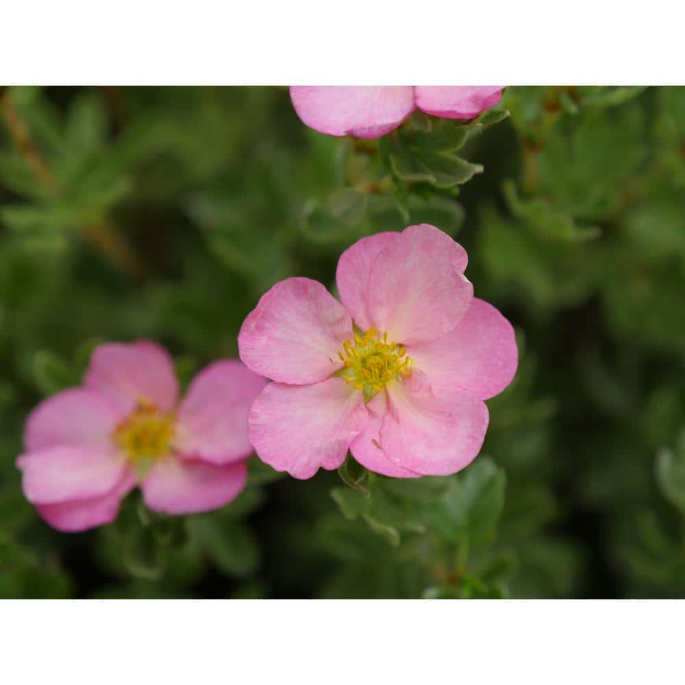 4.5 in. Qt. Happy Face Hearts Potentilla (Fruticosa) Flowering Shrub With Pink, White, and Yellow Flowers - Hercitys