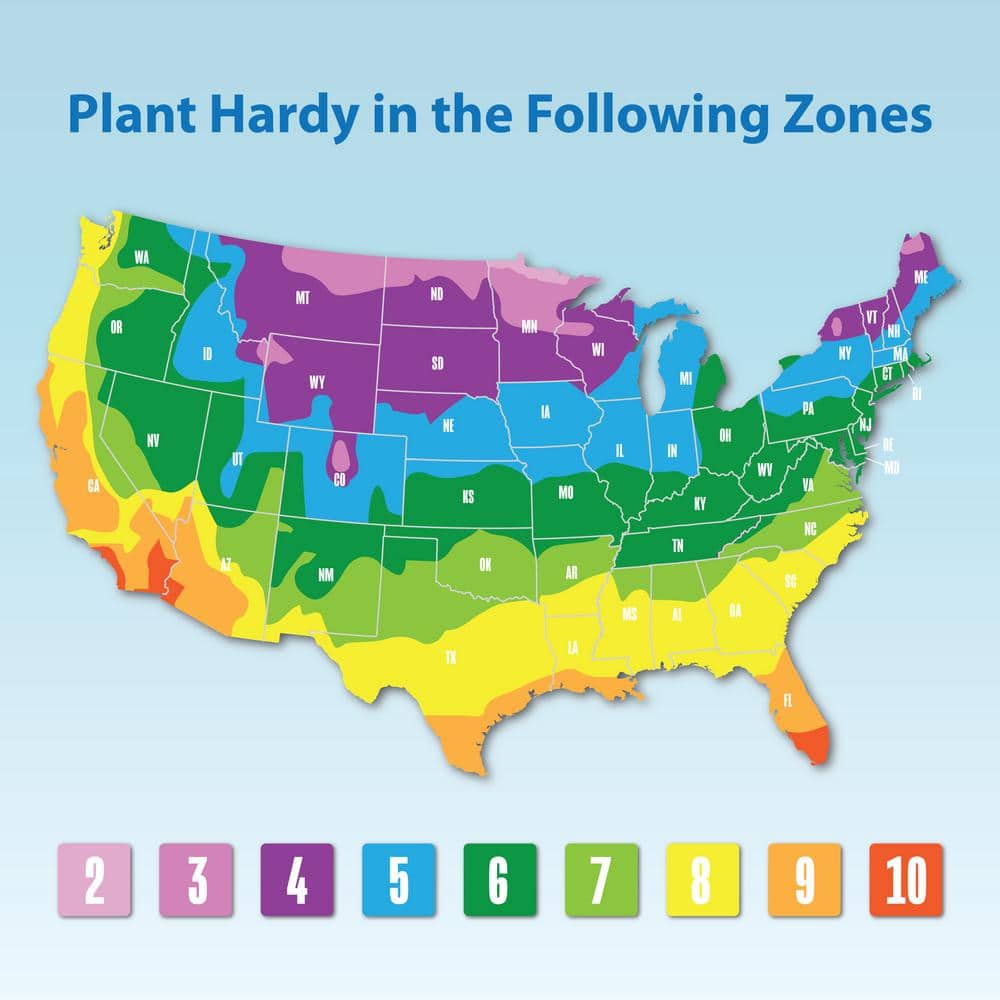 2.5 in. Cactus with Faux Flower Plant Collection (4-Pack) - Hercitys