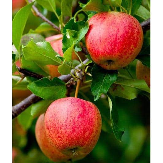 3 ft. Fuji Apple Tree with Expectional Fruit & Pollinating Capabilities - Hercitys