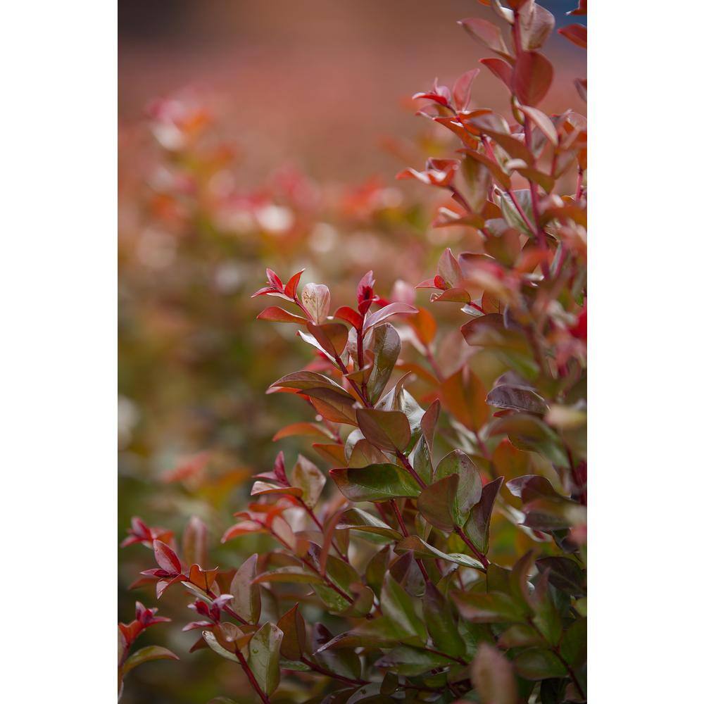 3 Gal. Ruffled Red Magic Crape Myrtle Flowering Shrub with Red Flowers - Hercitys