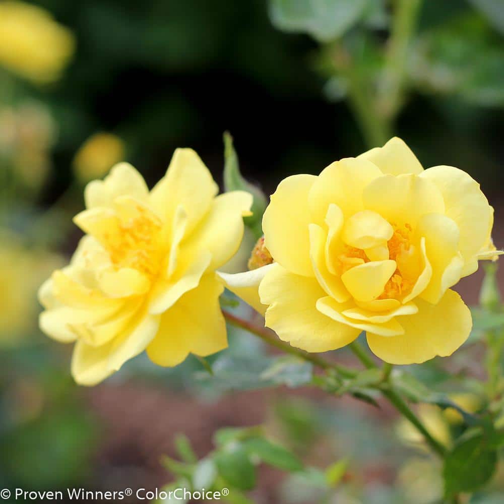 1 Gal. Oso Easy Lemon Zest Landscape Rose (Rosa) Live Shrub, Yellow Flowers - Hercitys