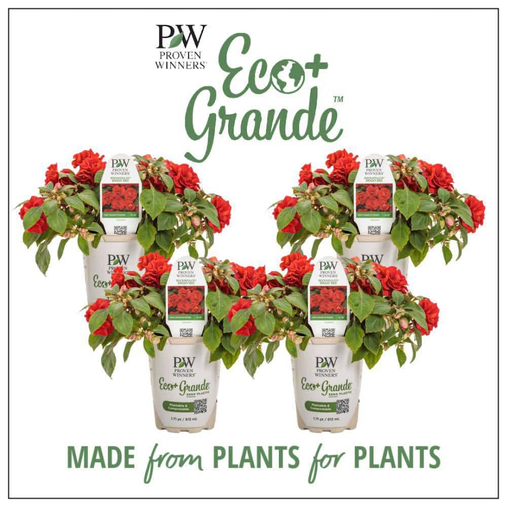 4.25 in. Eco+ Grande Rockapulco Red Double Impatiens (Walleriana) Live Annual Plant with Red Flowers 4-Pack - Hercitys