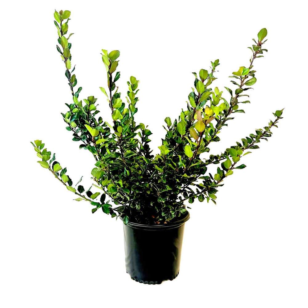2.25 Gal. Holly ‘Blue Prince’ Ilex x Meserveae Evergreen Shrub With Dark Green Foliage (1 each) - Hercitys