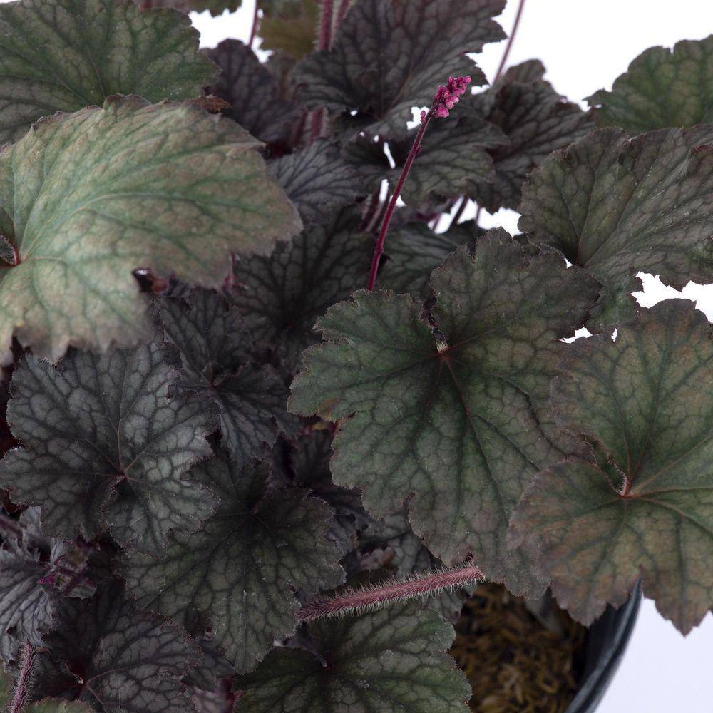 2 Gal. Frosted Violet Coral Bells (Heuchera), Live Perennial Plant, Purple Foliage - Hercitys
