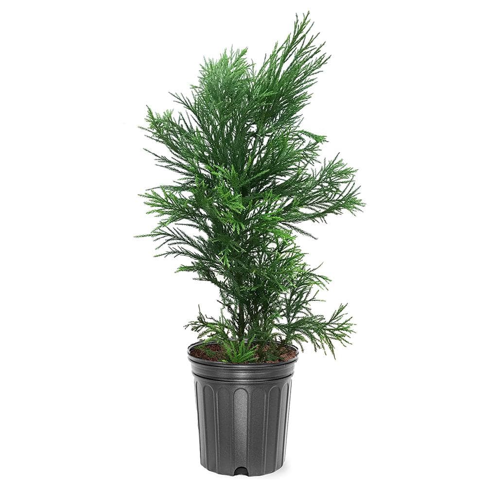 3 Gal. Yoshino Cryptomeria Evergreen Tree - Hercitys