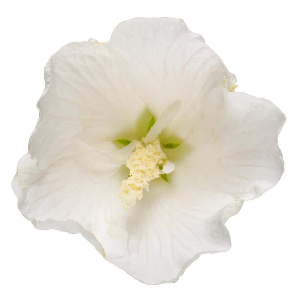 2 Gal. White Pillar Rose of Sharon (Hibiscus) Plant with White Flowers - Hercitys