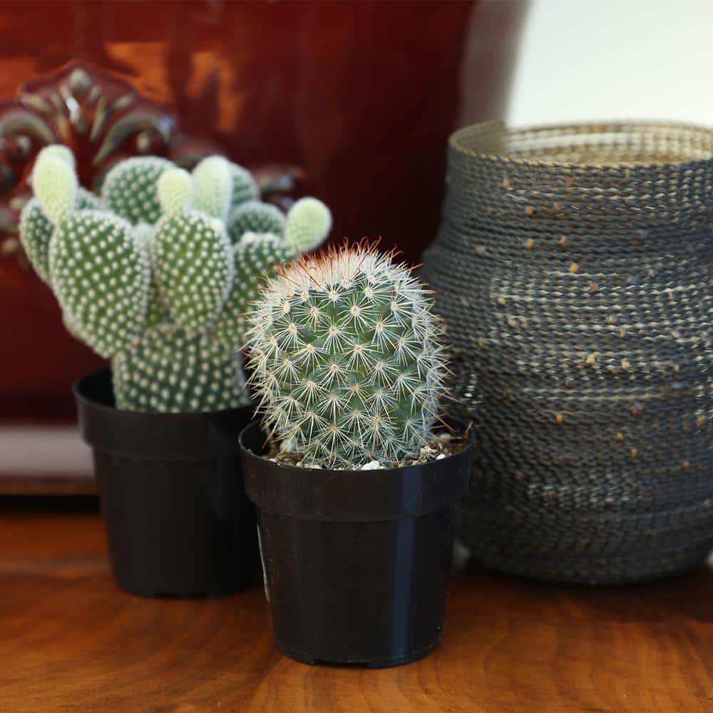2.5 in. Cactus Collection Plant (8-Pack) - Hercitys