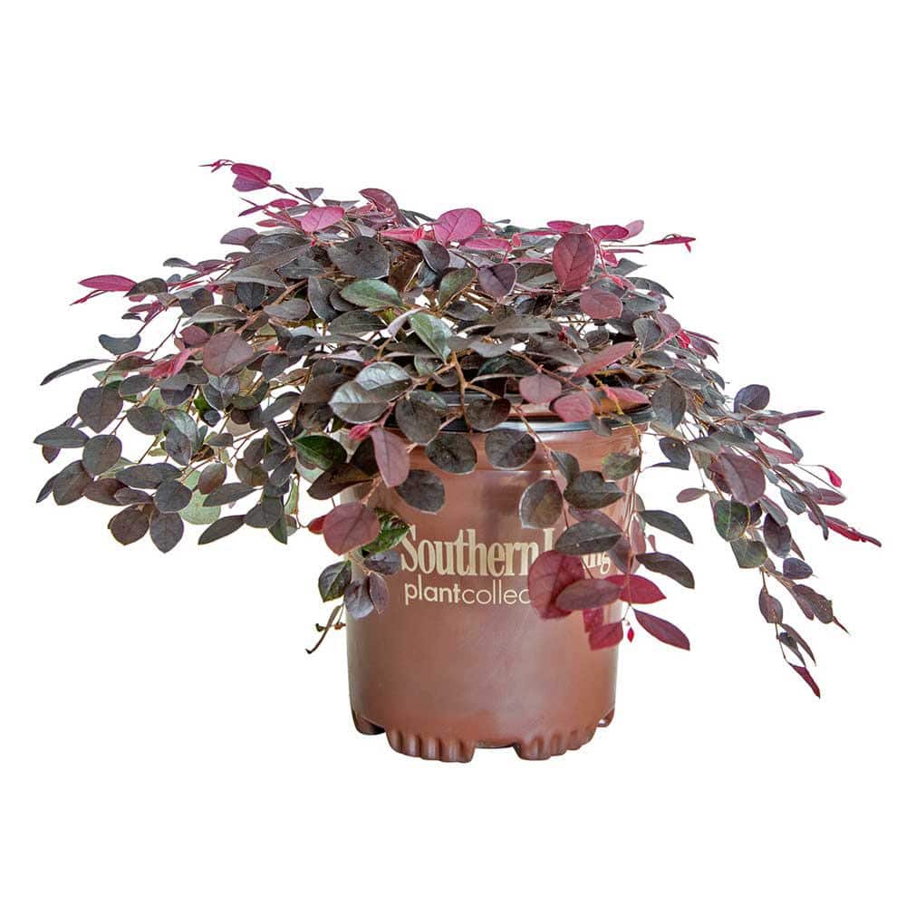 2.5 Qt. Purple Pixie Dwarf Weeping Loropetalum, Groundcover Evergreen Shrub with Purple Foliage, Pink Blooms - Hercitys