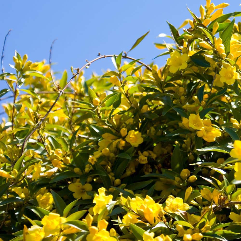 2.25 Gal. Carolina Jessamine – 1 Plant - Hercitys