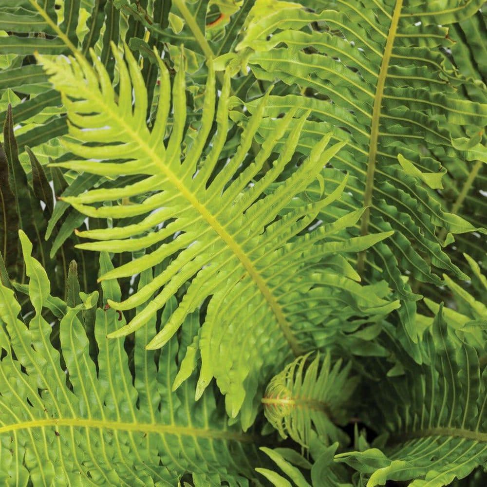 4.5 in. Qt. Silver Lady Dwarf Tree Fern (Blechnum Gibbum) Live Annual Plant with Green Foliage - Hercitys