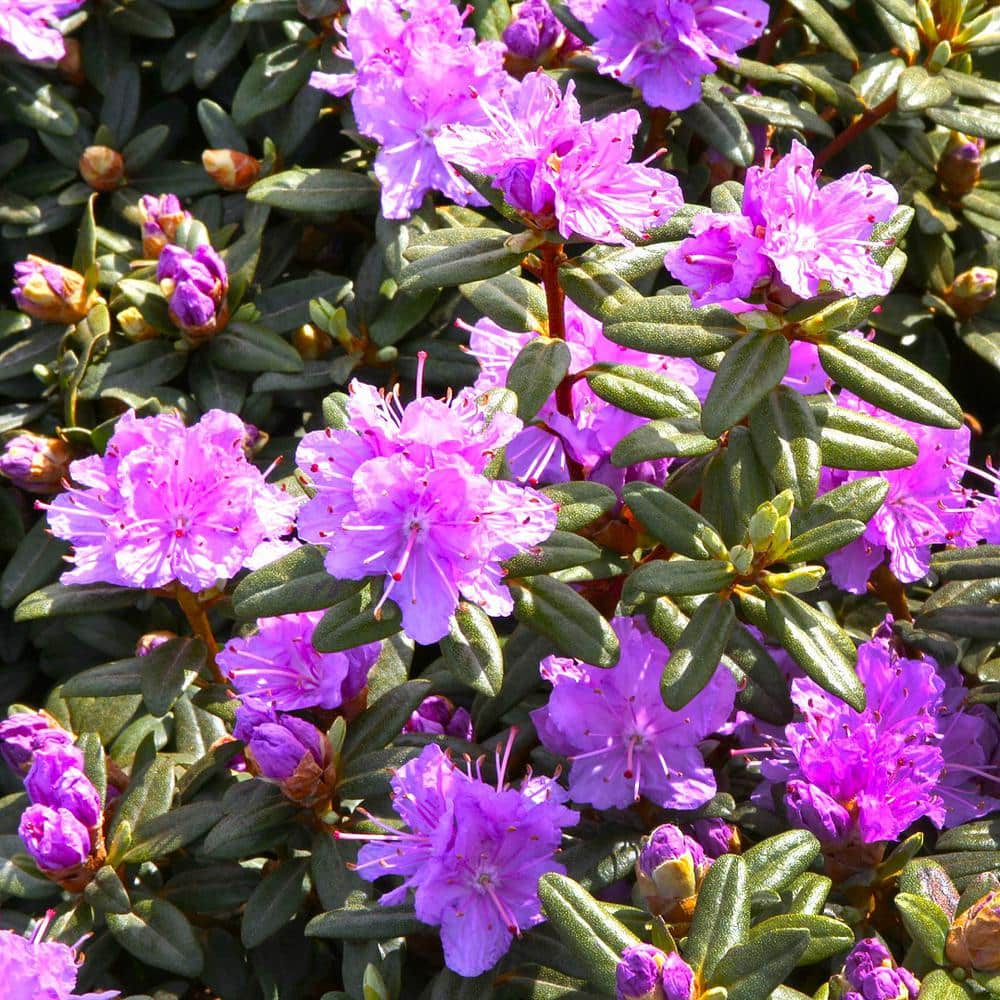 2.0 Gal Dwarf Purple Flowering Rhododendron (Rhododendron x ‘Ramapo’) 1-Each - Hercitys