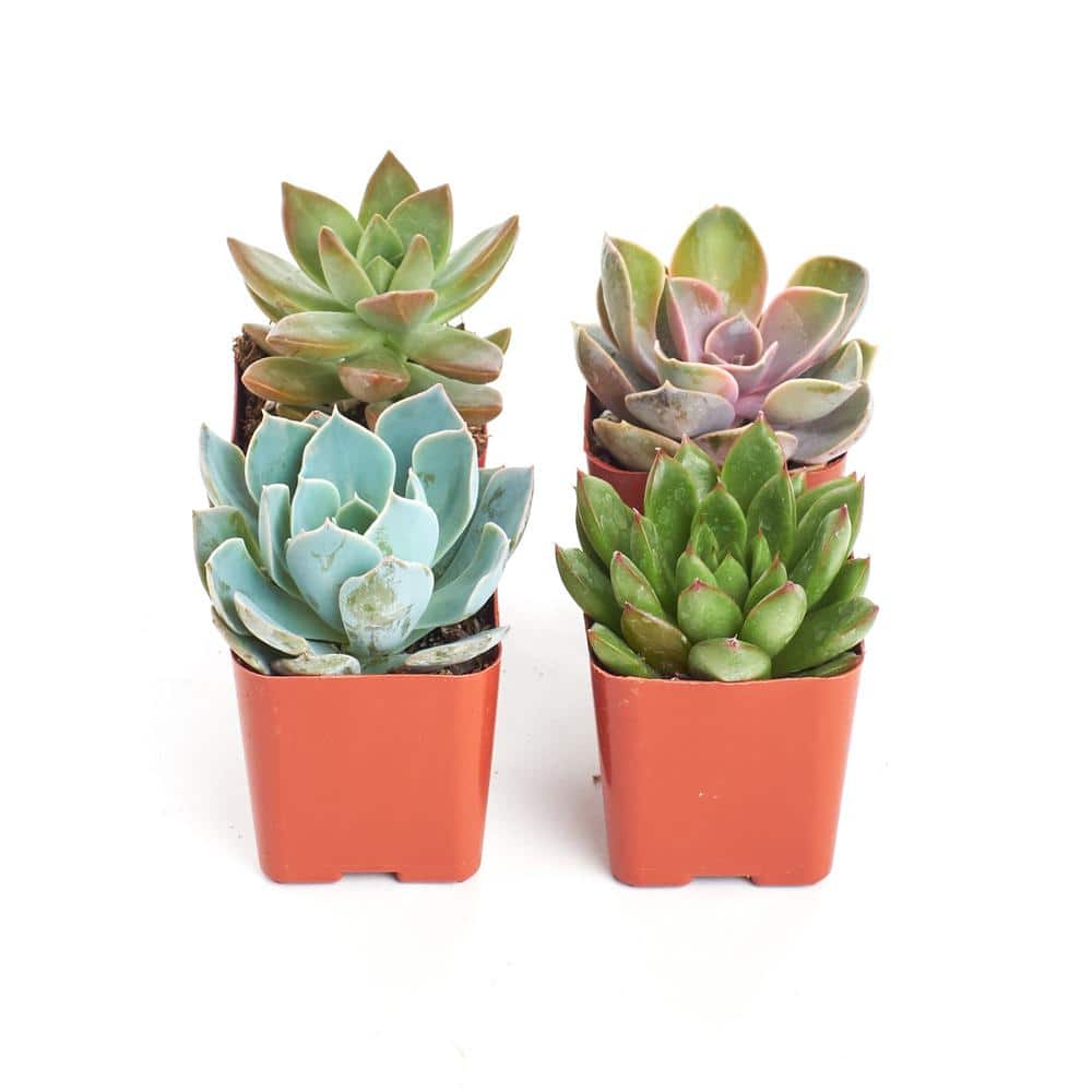 2 in. Rosette Succulent (Collection of 4) - Hercitys