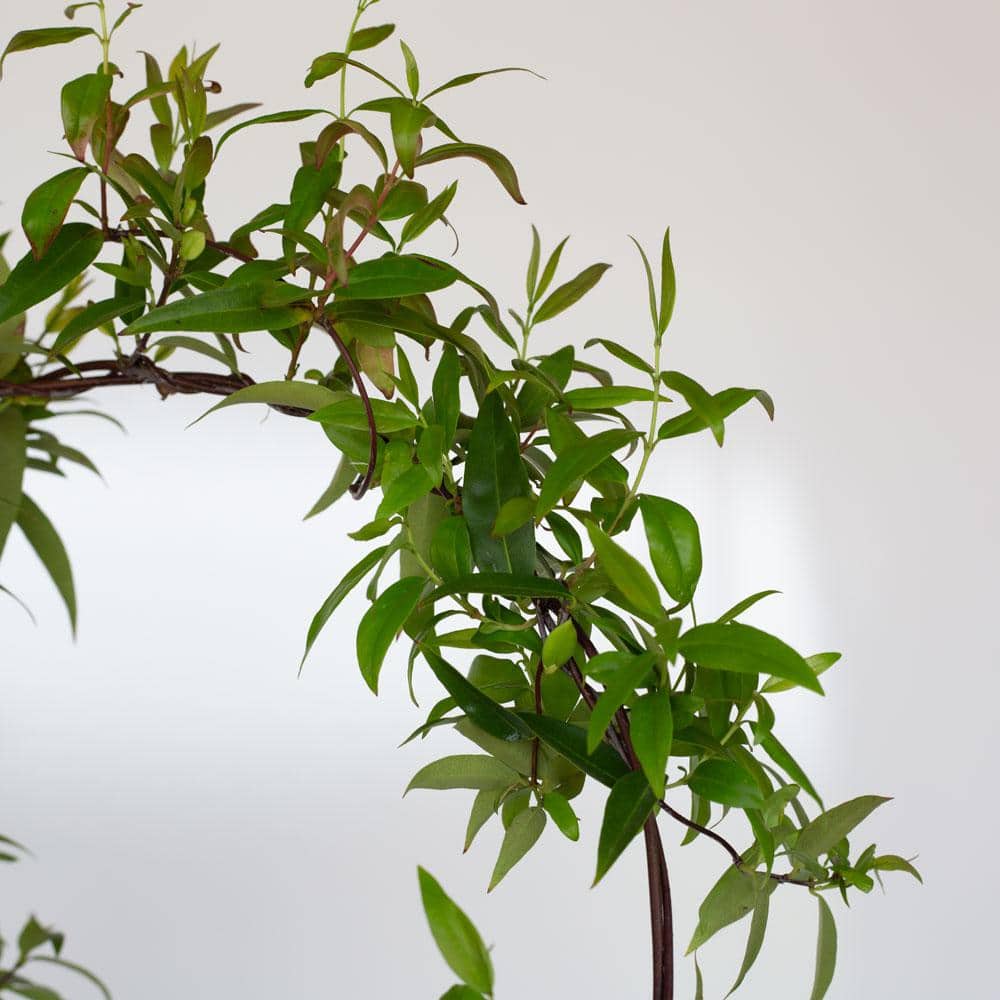 2.5 Qt. Carolina Jessamine Climbing Vine Plant with Yellow Fragrant Blooms - Hercitys