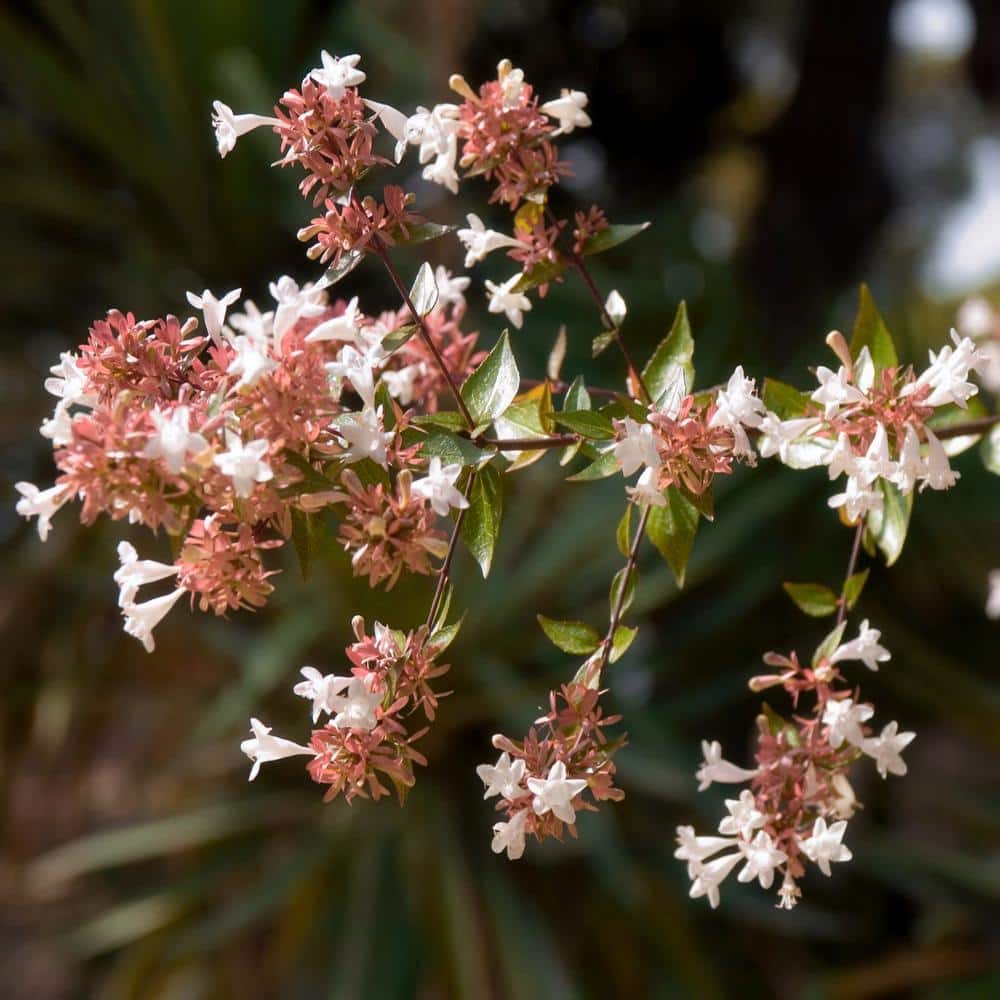 2.25 gal. Abelia Peach Perfection Shrub with Pink Flowers - Hercitys