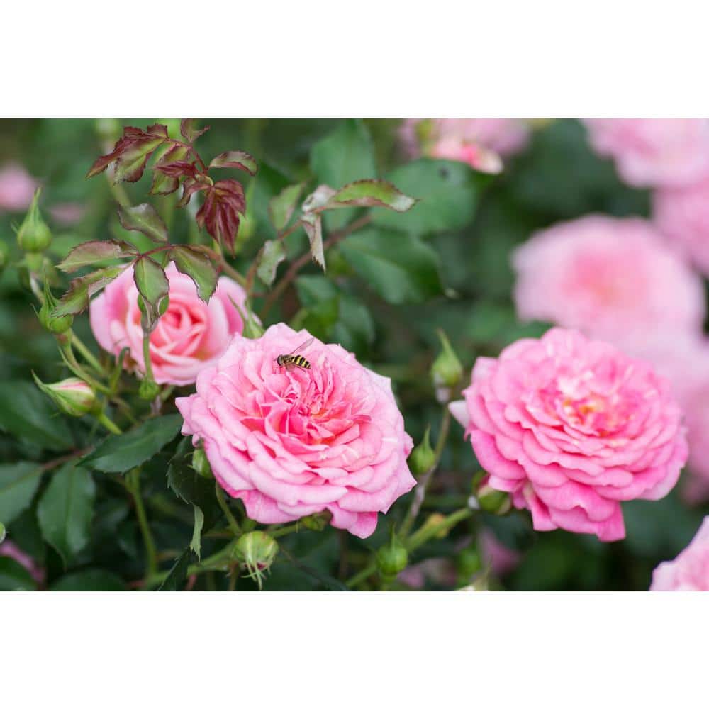 2 Gal. Sweet Drift Rose Bush with Pink Flowers - Hercitys