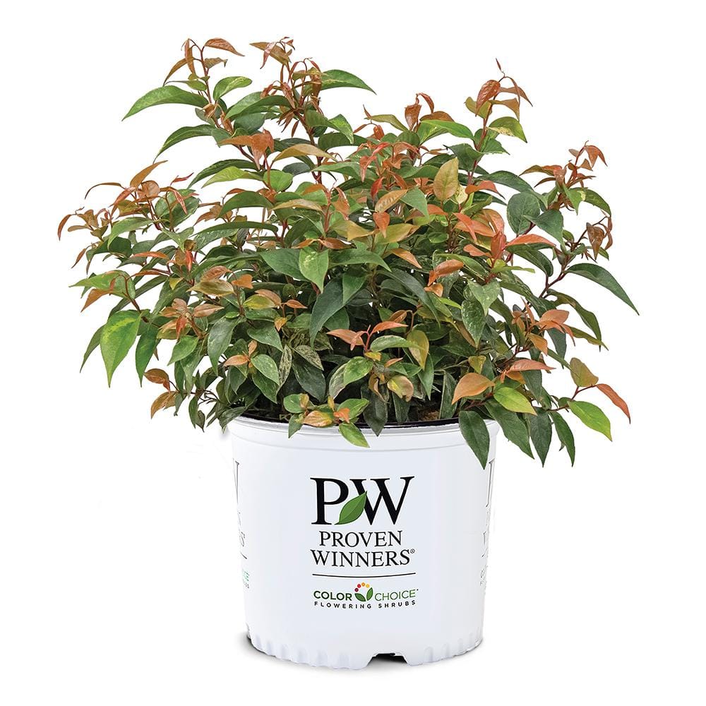2 Gal. Paisley Pup Doghobble Shrub - Hercitys