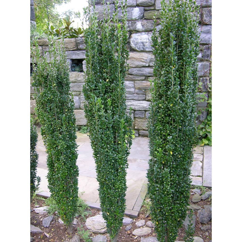 1 Gal. Sky Pencil Japanese Holly Shrub Columnar Evergreen Especially Elegant in Containers and as Hedges - Hercitys