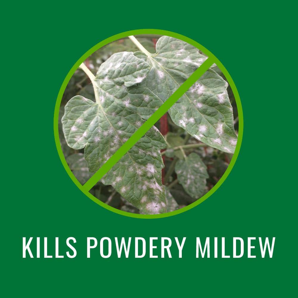 24 oz. Plant Insect Killer Ready To Use (2-Pack) - Hercitys