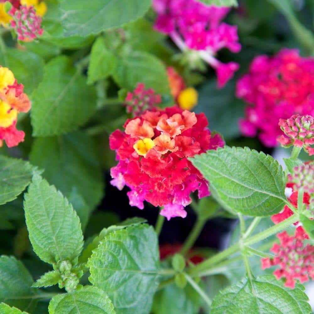 2.6 Qt. Hot Pink Little Lucky Lantana Plant with Pink and Yellow Blooms - Hercitys