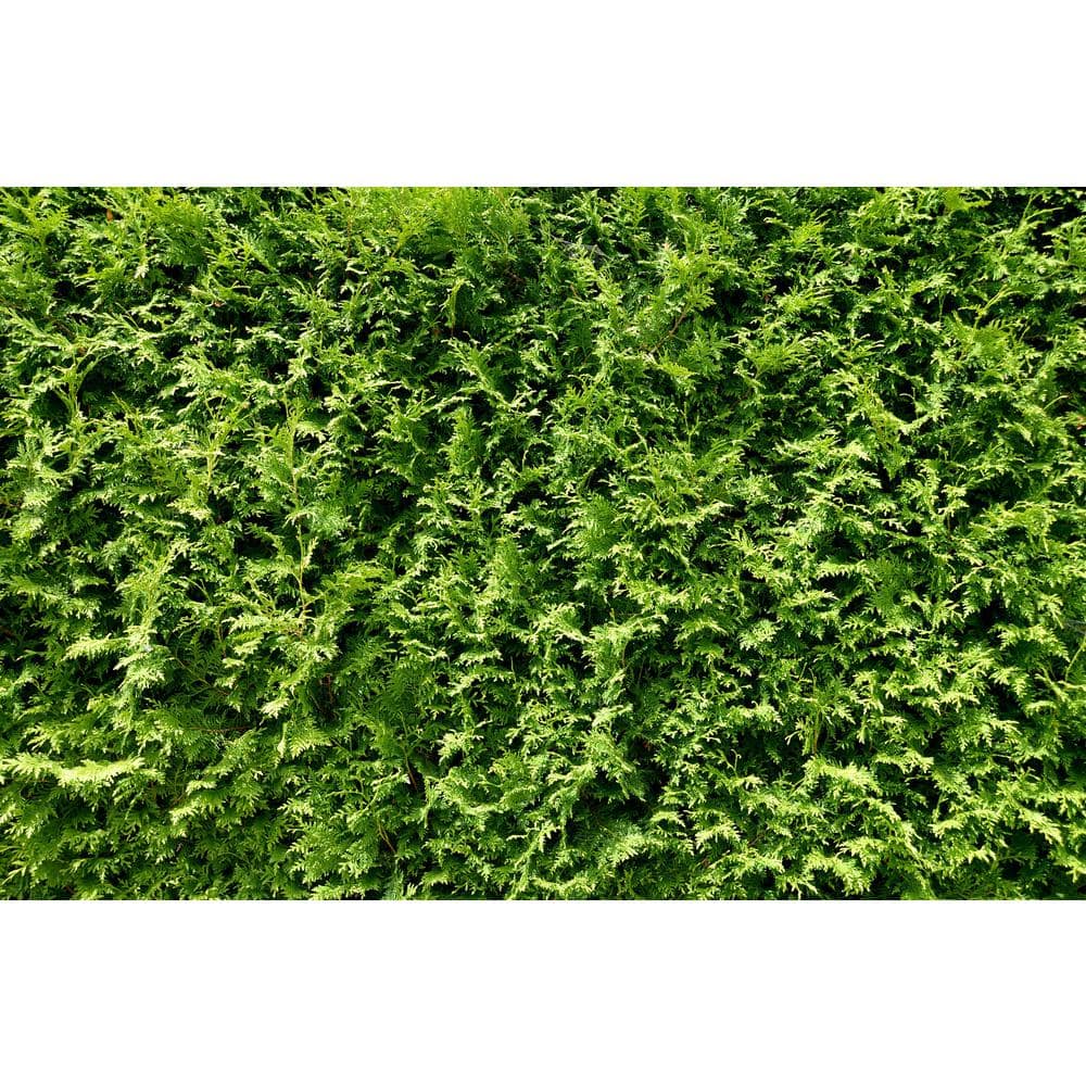 1 Gal. Little Giant Arborvitae Shrub - Hercitys