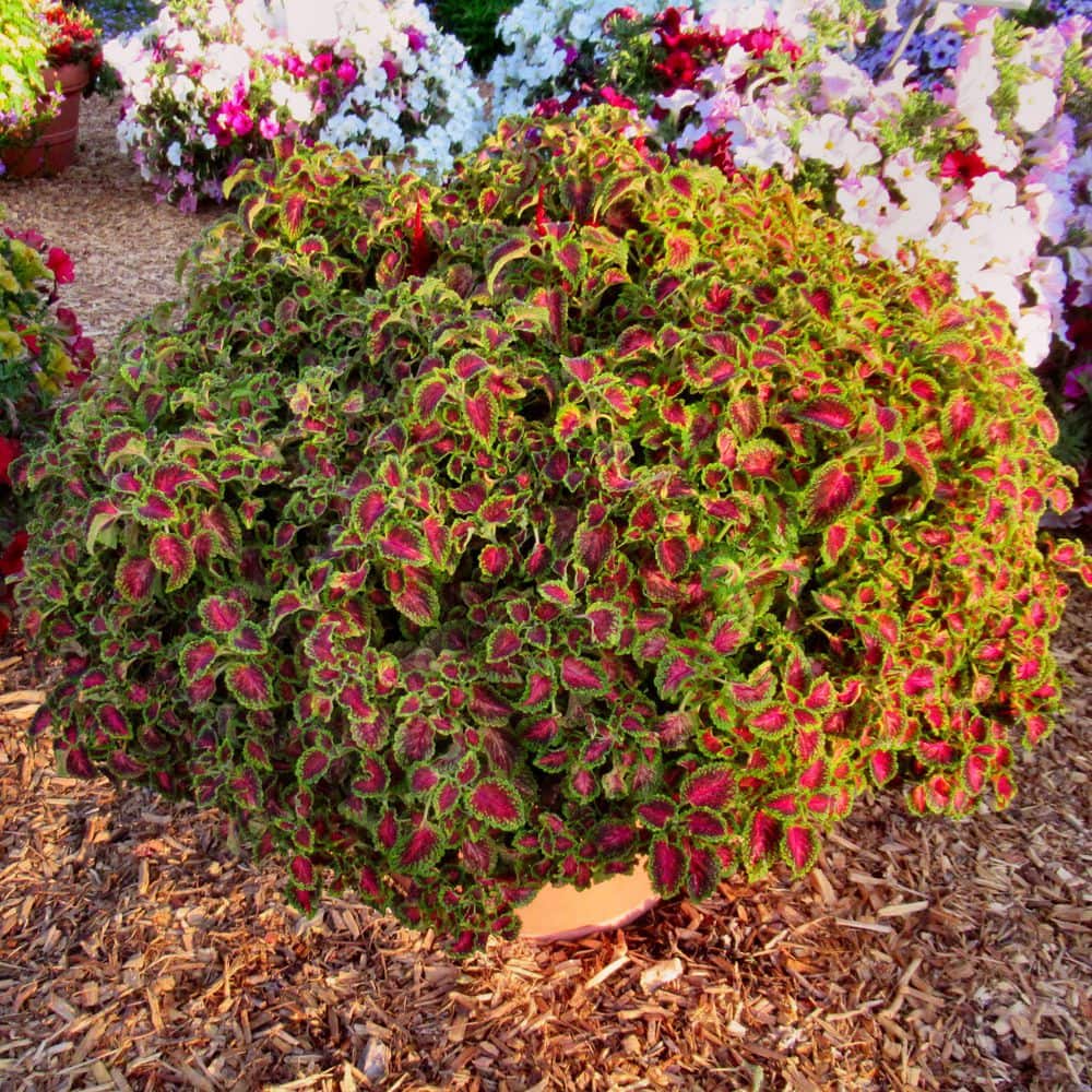 3.25 in. Coleus Party Time Pink Berry Annual Plant (3-Pack) - Hercitys