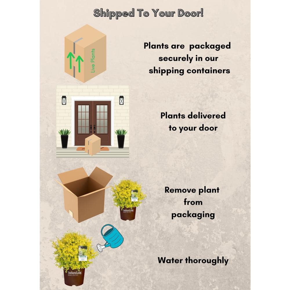 2 Gal. Sunshine Ligustrum Privet Shrub with Golden-Yellow Foliage - Hercitys