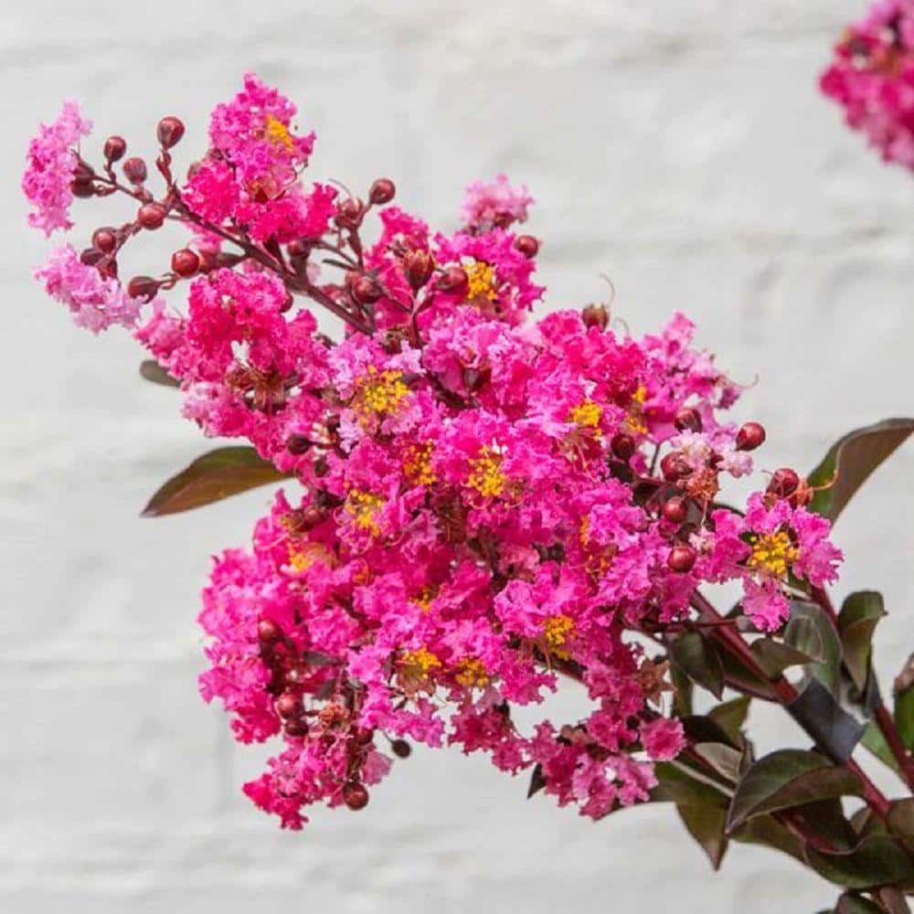 2 Gal. Delta Fusion Crape Myrtle, Live Deciduous Shrub/Tree, Burgundy Foliage, Dark-Pink Blooming - Hercitys