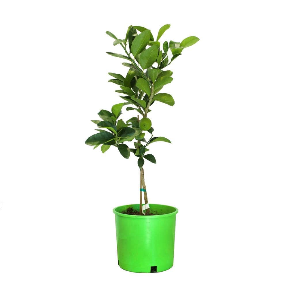 3 Container Bearss Lime Evergreen Tree - Hercitys