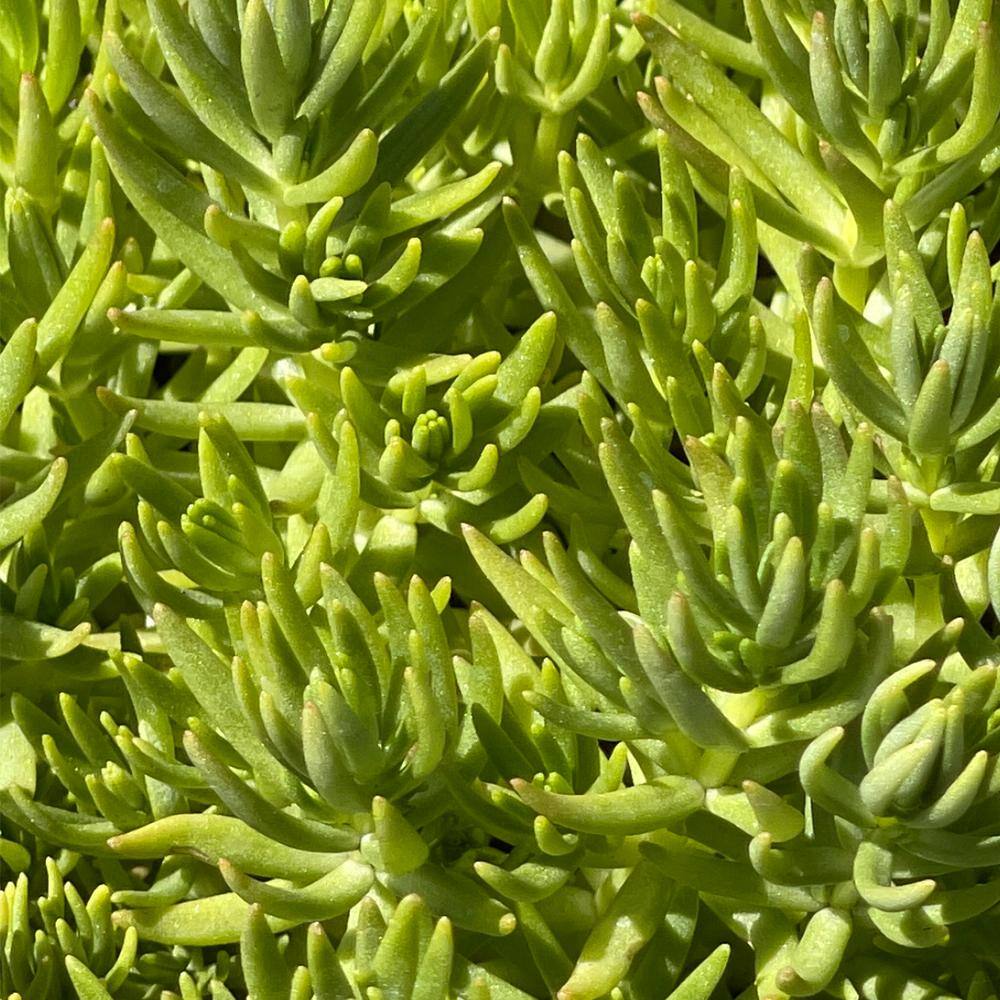 4 in. D x 3.5 in. H Non-Fragrant Sedum Lemon Bal No Blossom (5-Pack) - Hercitys