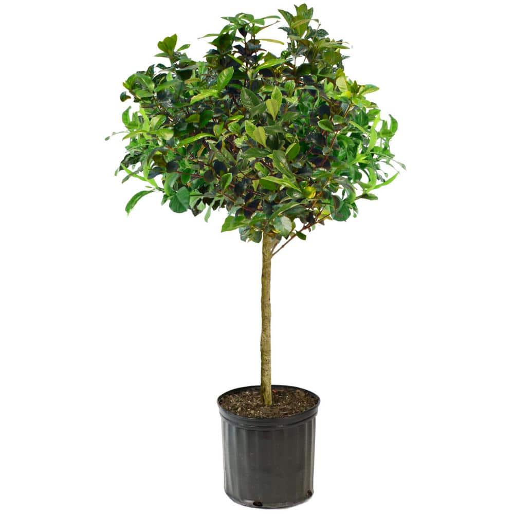 3 gal. Gardenia Aimee Tree - Hercitys