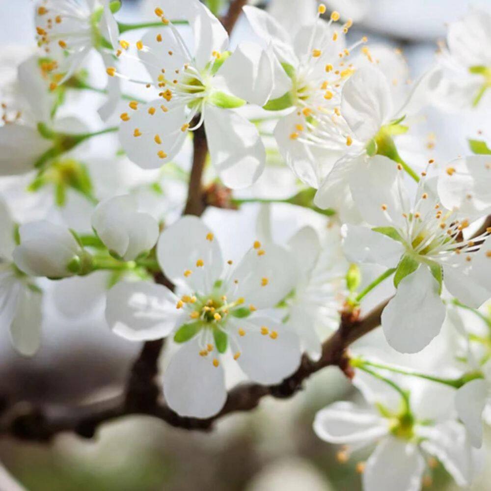 1 gal. Toka Deciduous Plum Tree - Hercitys