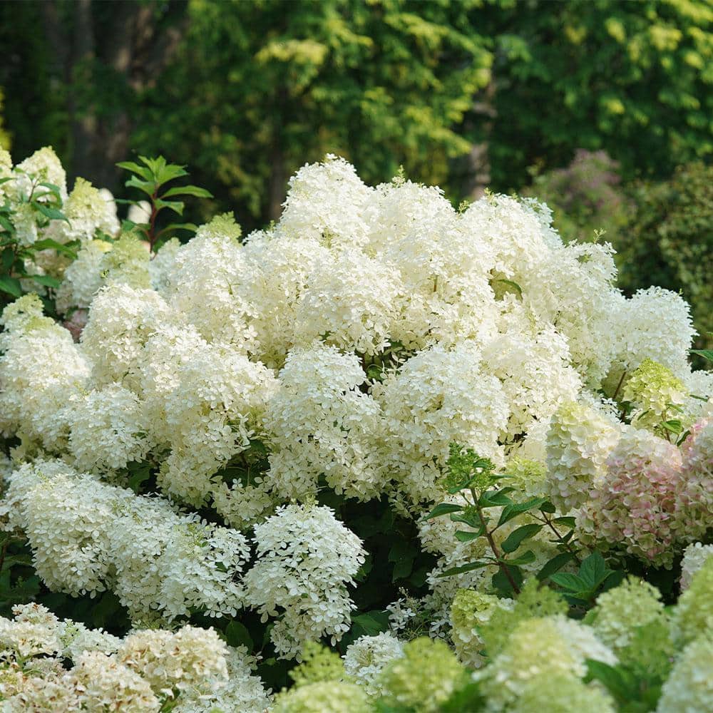 5 Gal. Puffer Fish Hydrangea Shrub - Hercitys