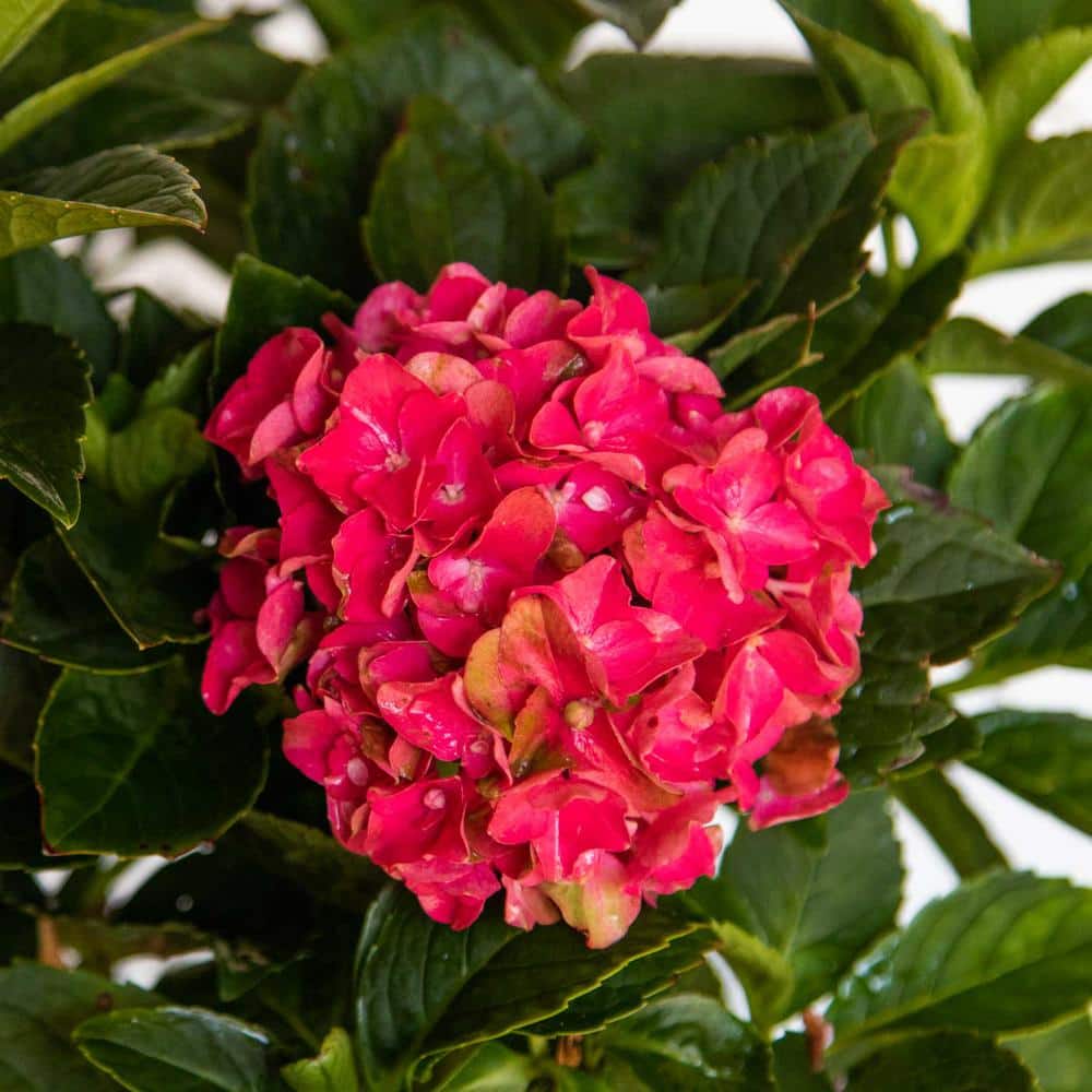 2 Gal. Heart Throb Hydrangea Shrub, Live Blooming Plant with Cherry Red Flowers - Hercitys