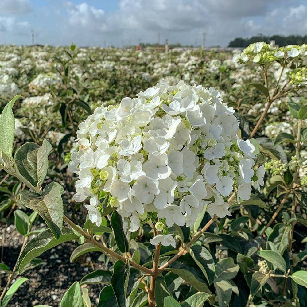 2.5 Gal – Chinese Snowball Viburnum, Live Deciduous Shrub, White Hydrangea-like Bloom Clusters - Hercitys