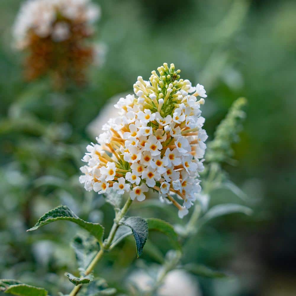 1 Gal. White Profusion Butterfly Bush in Grower’s Pot - Hercitys