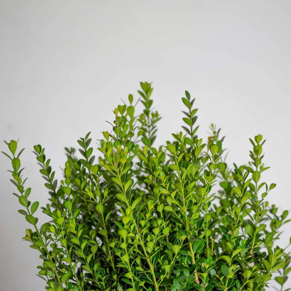2.5 Qt. Boxwood Baby Gem, Live Shrub Plant, Glossy Green Foliage - Hercitys