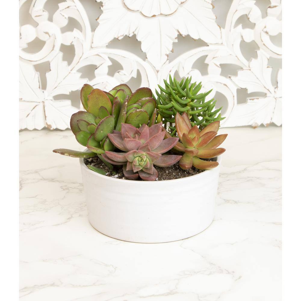 5.5 in. Succulent Garden in White Ribbed Glazed Planter - Hercitys