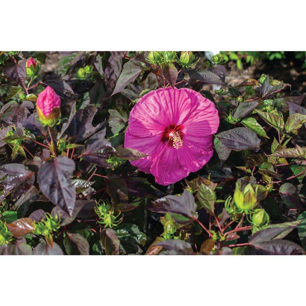 3 Gal. Hibiscus Head Over Heels Passion Plant with Pink Flowers - Hercitys