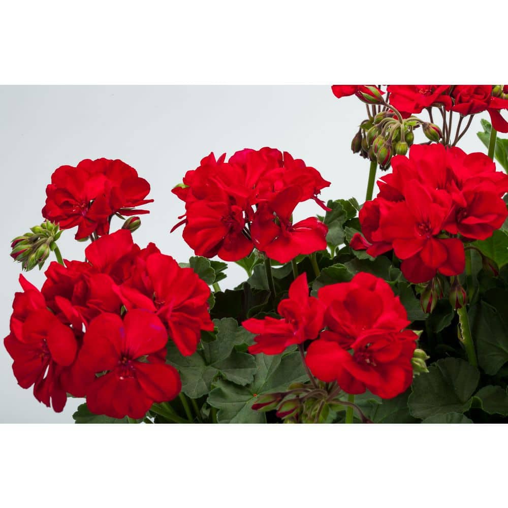 2 Gal. Dark Red Dark Leaf Calliope Medium Geranium Plant - Hercitys