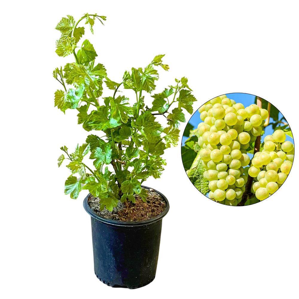#2 Container Thompson Seedless Grape Vine Plant - Hercitys