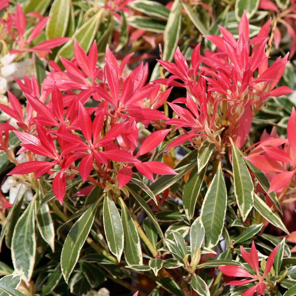2 Gal. Flaming Silver Pieris Live Shrub with Bright Red Foliage - Hercitys