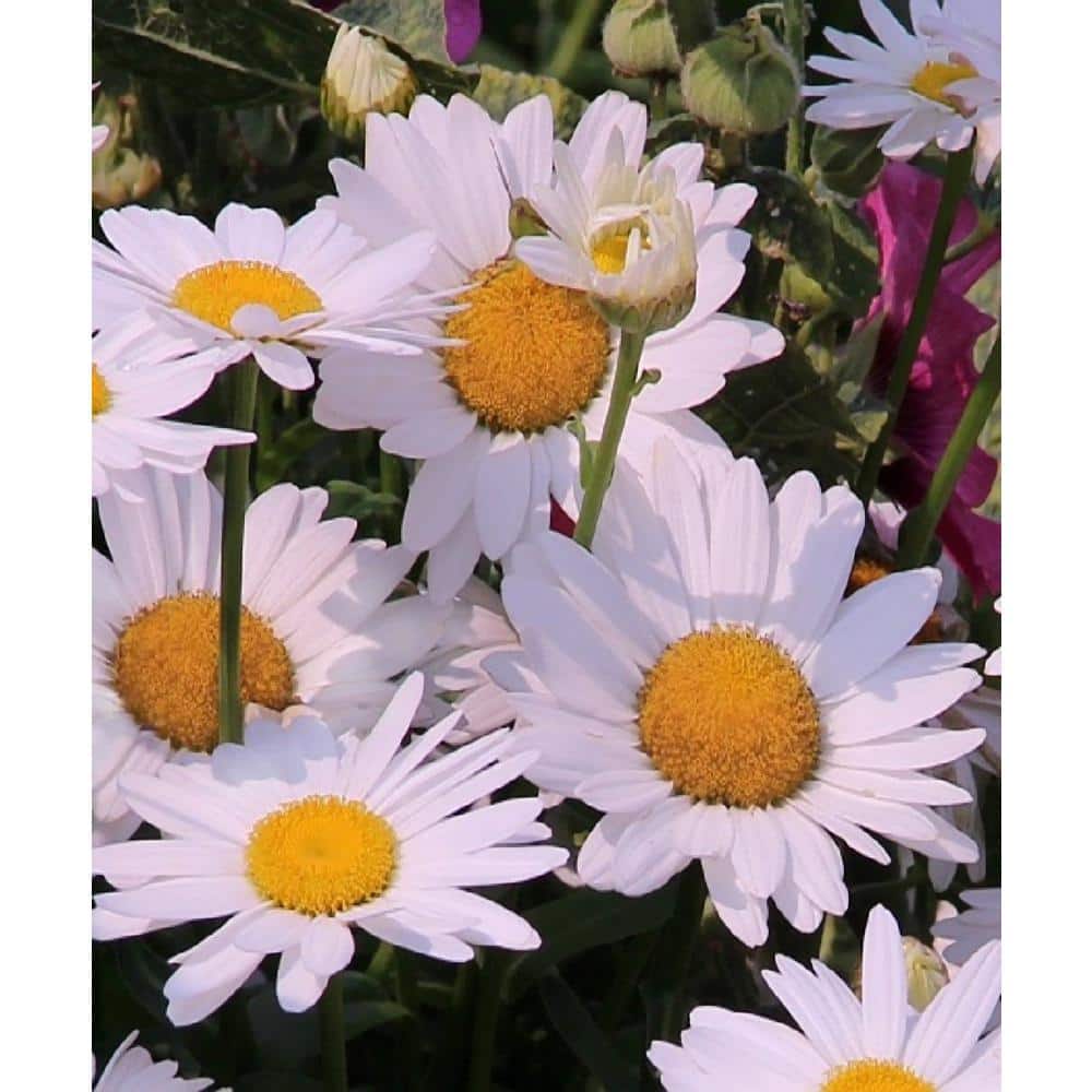 3.25 in. Leucanthemum White Mountain Perennial Plant with White Flowers (3-Pack) - Hercitys