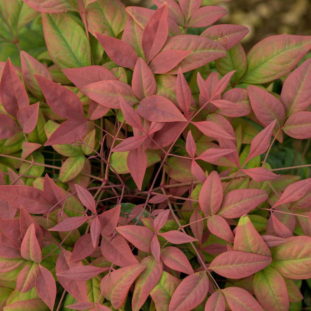 2.5 Qt. Blush Pink Nandina, Live Evergreen Shrub, Pink to Red Blushing Foliage - Hercitys