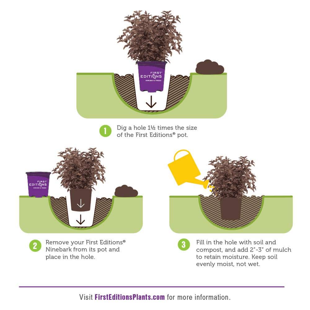 2 Gal. Little Devil Ninebark Shrub with Dark Foliage - Hercitys